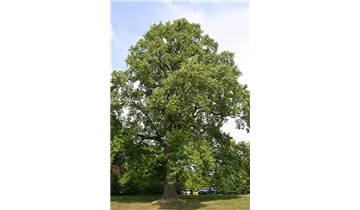Tulpenbaum