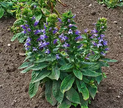 Lobelia siphilitica