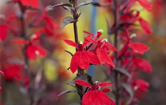 Lobelia speciosa (x) 'Kompliment Scharlach'