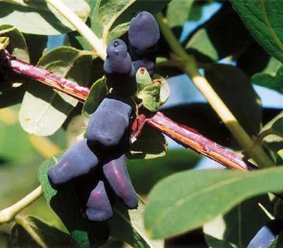 Lonicera (Maibeere) caerulea 'Amur'