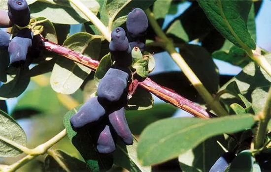 Lonicera (Maibeere) caerulea 'Amur'
