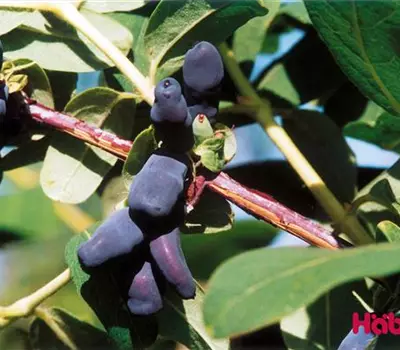 Lonicera (Maibeere) caerulea 'Amur'