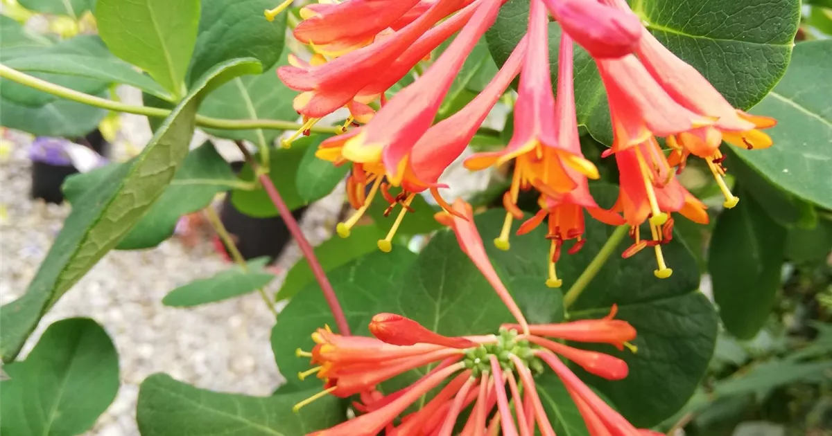 Lonicera brownii (x) 'Dropmore Scarlet'