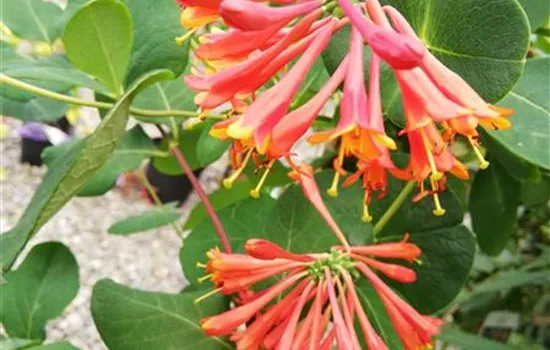Lonicera brownii (x) 'Dropmore Scarlet'