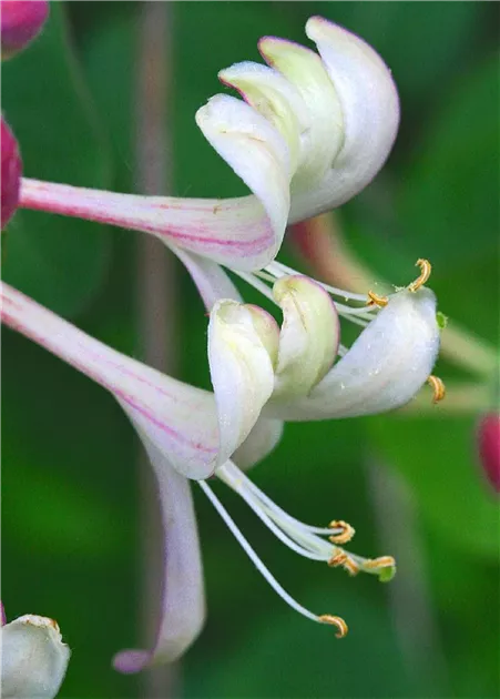 Lonicera caprifolium