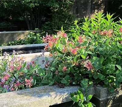 Lonicera heckrottii (x) 'Goldflame'