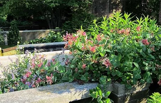 Lonicera heckrottii (x) 'Goldflame'