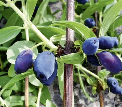 Lonicera orientalis 'Maitop'