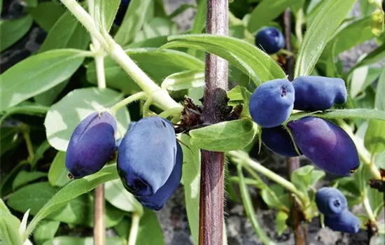 Lonicera orientalis 'Maitop'