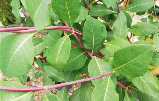 Lonicera periclymenum 'Serotina'