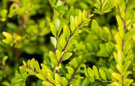 Lonicera pileata