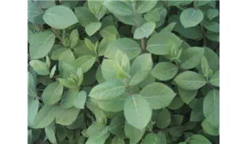 Lonicera purpusii (x)