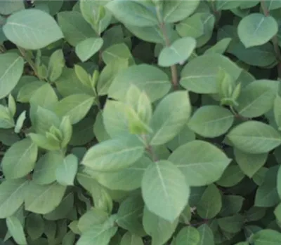 Lonicera purpusii (x)