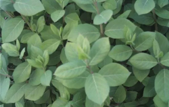 Lonicera purpusii (x)