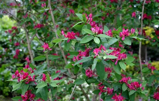 Lonicera tatarica 'Hack's Red'