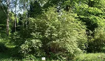 Rote Heckenkirsche