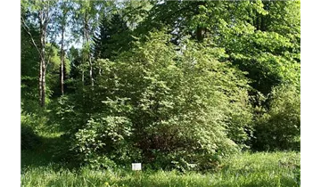 Rote Heckenkirsche