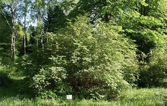Lonicera xylosteum