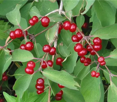 Lonicera xylosteum