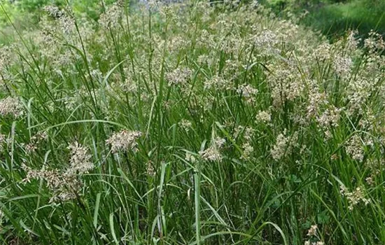 Luzula sylvatica