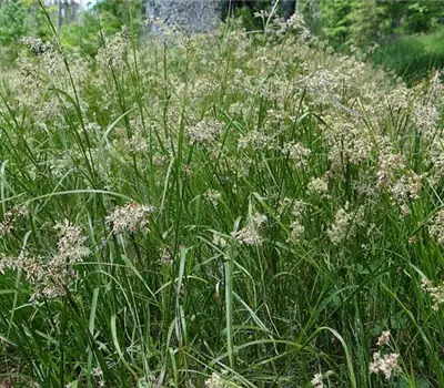 Luzula sylvatica