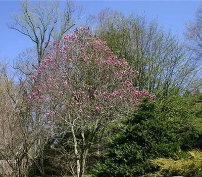 Magnolia 'Susan'