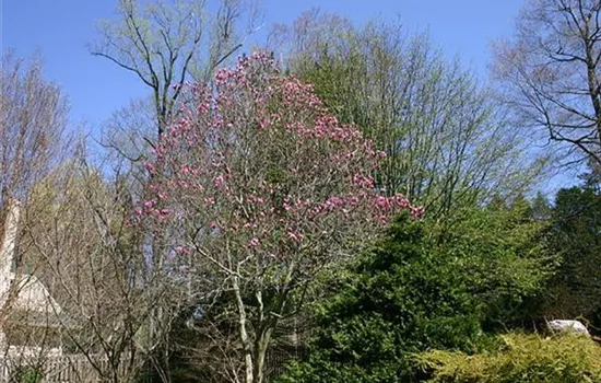 Magnolia 'Susan'