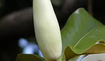 Grossblütige Magnolie