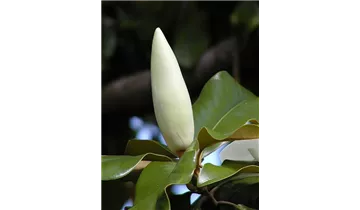 Grossblütige Magnolie