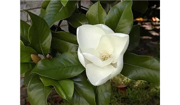 Grossblütige Magnolie
