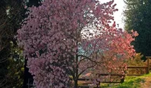 Magnolie
