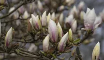 Tulpen Magnolie