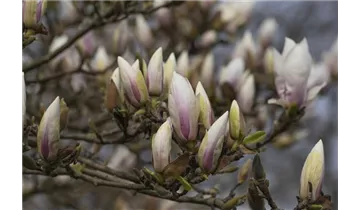 Tulpen Magnolie