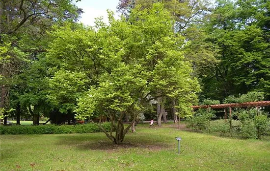 Magnolia soulangeana (x)