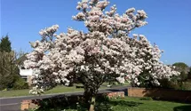 Tulpen Magnolie