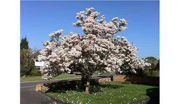Tulpen Magnolie