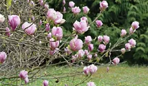 Tulpen Magnolie