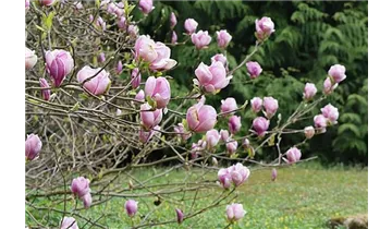 Tulpen Magnolie
