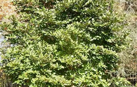 Magnolia stellata