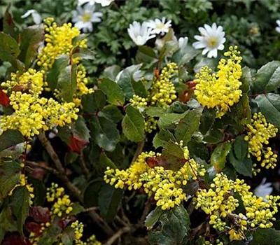 Mahonia aquifolium 'Apollo'