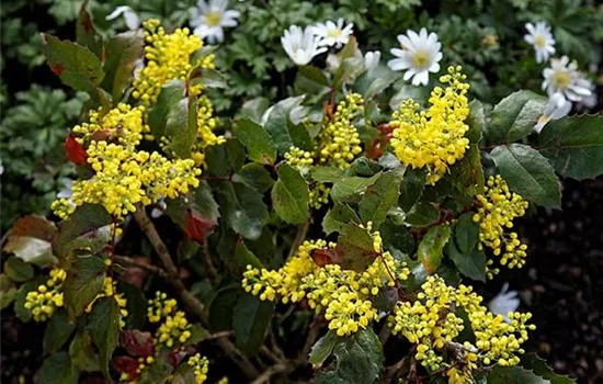 Mahonia aquifolium 'Apollo'
