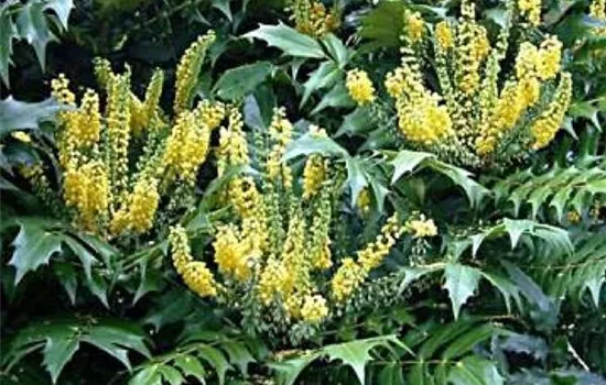 Mahonia media (x) 'Winter Sun'