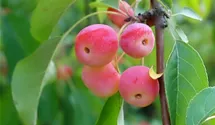 Zierapfel