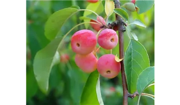 Zierapfel