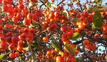 Zierapfel