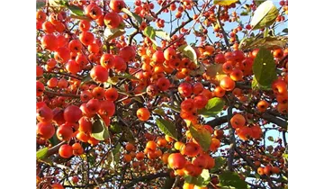 Zierapfel