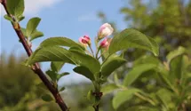 Zierapfel