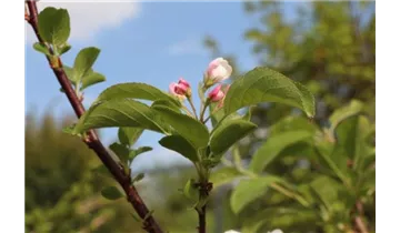 Zierapfel