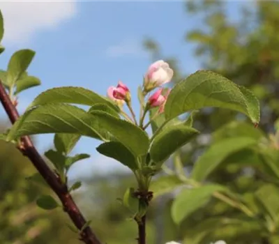 Malus 'Red Sentinel'