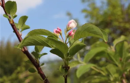 Malus 'Red Sentinel'